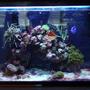 10 gallons reef tank (mostly live coral and fish) - This is my 10 gallon reef tank, see my profile for more details. I spent $100 Canadian for the entire set up. The lady couldn't get rid of the cyanobacteria, so I bought the tank. I am currently working on getting rid of the cyano bacteria.