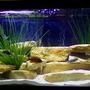 90 gallons freshwater fish tank (mostly fish and non-living decorations) - 90 Gallon Mixed Malawi
