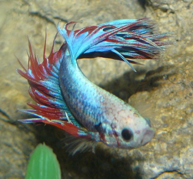 freshwater fish - betta splendens - crown tail betta stocking in 29 gallons tank - Crown Beta Blue/Red