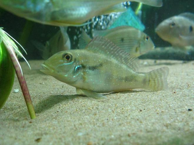 freshwater fish - retroculus xinguensis stocking in 220 gallons tank - Retroculus xinguensis