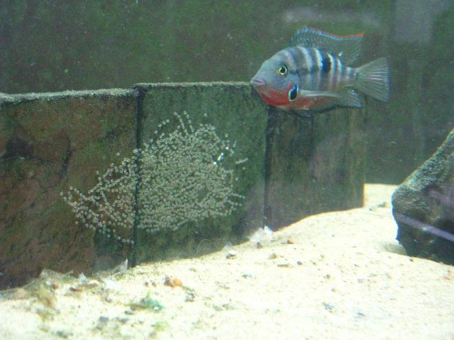 freshwater fish - thorichthys meeki - firemouth cichlid stocking in 220 gallons tank - Thorichthys meeki female with eggs.