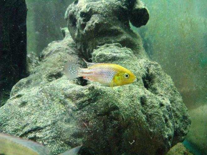 freshwater fish - pseudocranabrilis nicholsi stocking in 220 gallons tank - Pseudocranabrilis nicholsi, male in aquarium