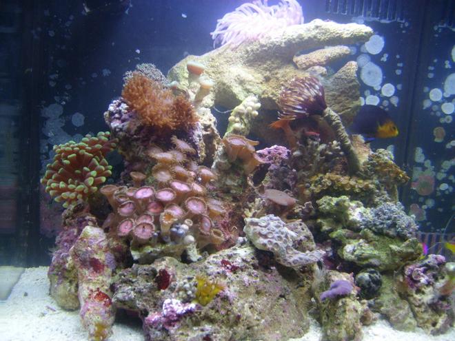 8 gallons reef tank (mostly live coral and fish) - 8gal biocube, new pics