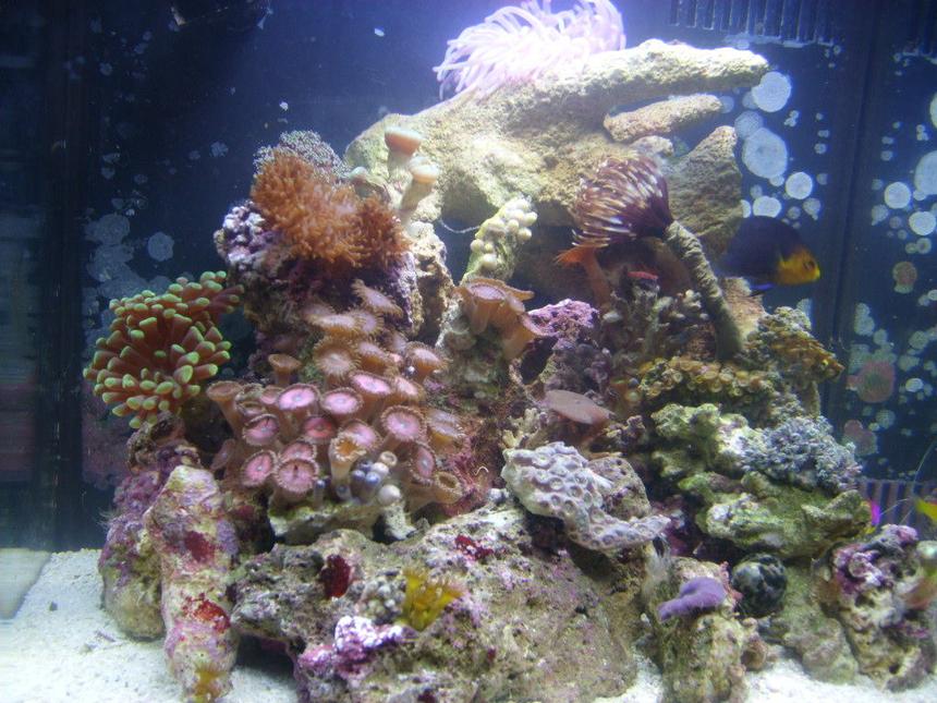 Rated #147: 8 Gallons Reef Tank - 8gal biocube, new pics