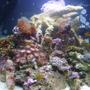 8 gallons reef tank (mostly live coral and fish) - 8gal biocube, new pics