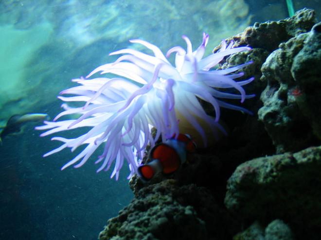 corals inverts - condylactis gigantea - condy anemone stocking in 125 gallons tank - my anenome