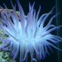 corals inverts - condylactis gigantea - condy anemone stocking in 125 gallons tank - my condalactis anenome