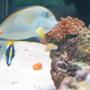 saltwater fish - acanthurus sohal - sohal tang stocking in 125 gallons tank - my tangs