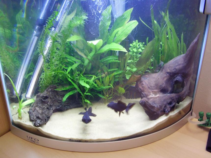 Rated #1690: 8 Gallons Freshwater Fish Tank - My UFO 350 :)
8 gallons
30 litres