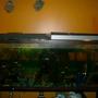 fish tank picture - MY TANK WITH ANACHARIS