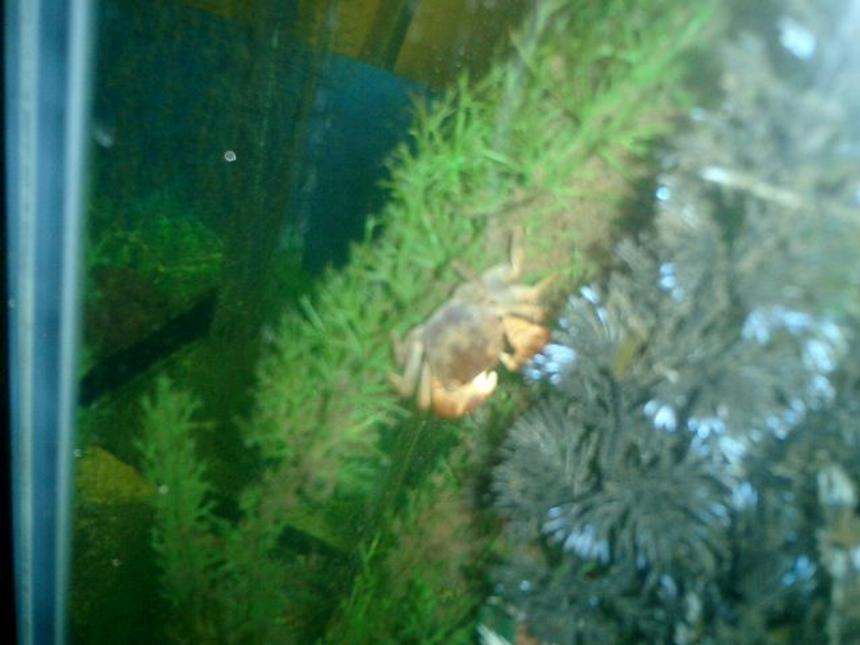 Rated #101: Corals Inverts - Neopetrolisthes Ohshimai - Porcelain Anemone Crab Stocking In 125 Gallons Tank - MY RED CLAWED CRAB