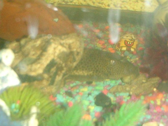 freshwater fish - hypostomus punctatus - trinidad pleco stocking in 125 gallons tank - ONE OF MY TRINIDAD PLECO