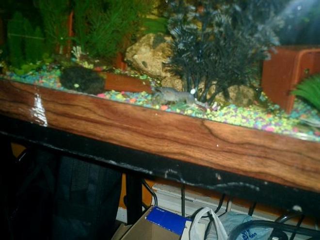 corals inverts - procambarus sp. - hammers cobalt blue lobster stocking in 125 gallons tank - MY CUTE LIL BLUE CRAYFISH