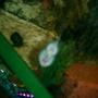 freshwater fish - beaufortia kweichowensis - hillstream loach stocking in 125 gallons tank - MY CUTE LIL HILLSTREAM LOACH