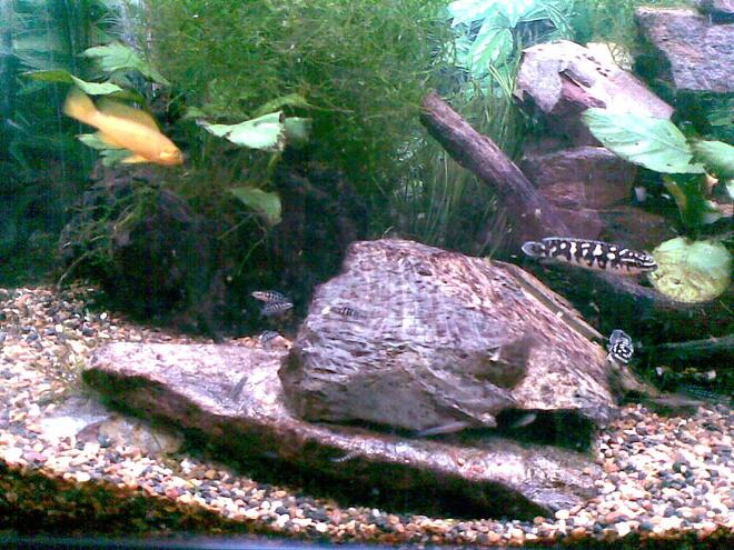 45 gallons freshwater fish tank (mostly fish and non-living decorations) - Our very happy and productive transcriptus and babies and parents with a whole lot more to come as under the rocks are eggs.