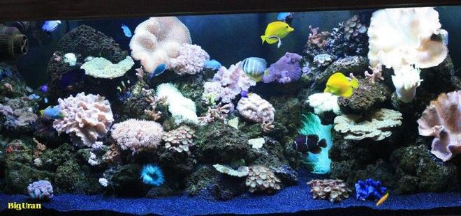 150 gallons reef tank (mostly live coral and fish) - AquaReef