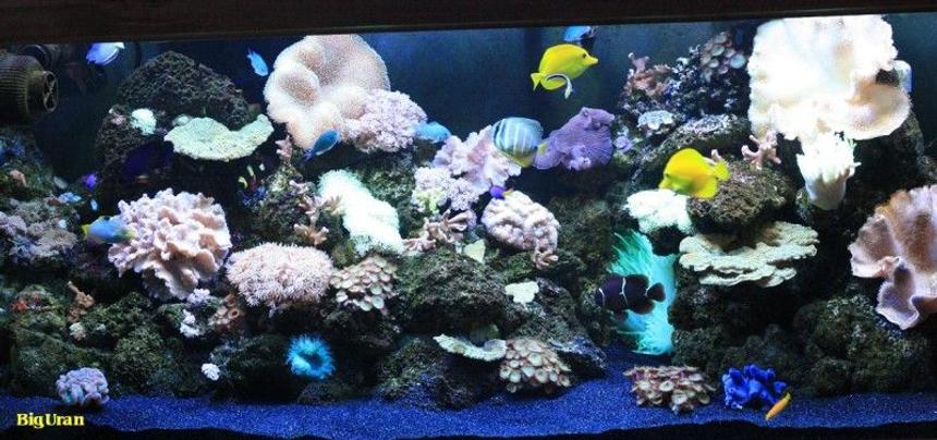 Rated #101: 150 Gallons Reef Tank - AquaReef