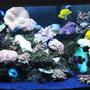 150 gallons reef tank (mostly live coral and fish) - AquaReef