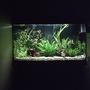 fish tank picture - sorry but cam isnt very good but here it is my planted tank hope u all like