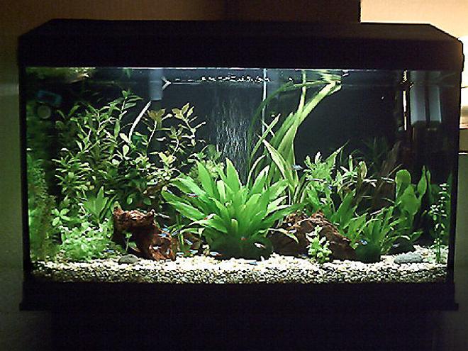 3 gallons planted tank (mostly live plants and fish) - close up of tank sorry bout the cam agen