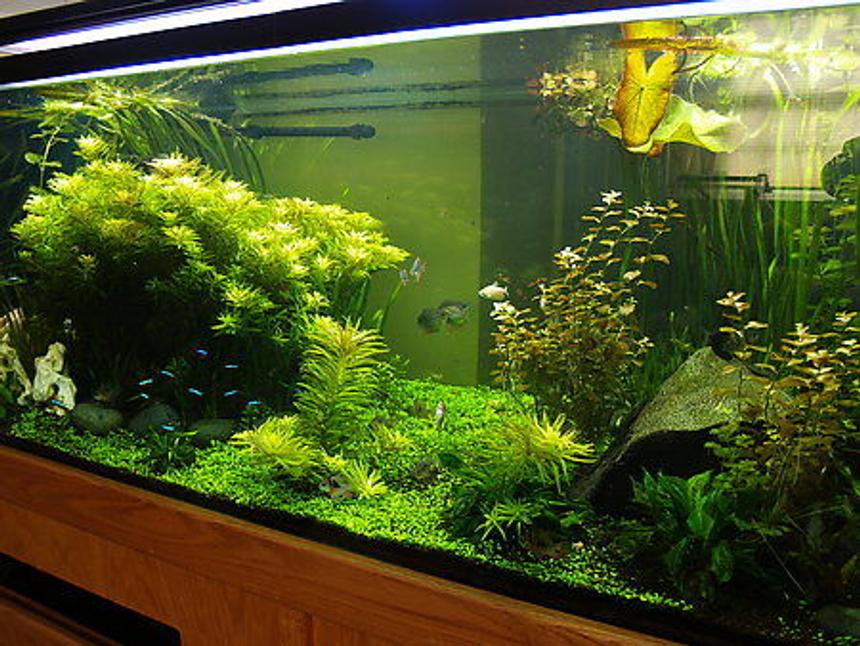 Rated #2: 300 Gallons Planted Tank - 300 gallon South American
Tank is 8'L x 2'H x 30"W
Lighting = 3 150watt 10,000k MH & 4 96watt 6700k CF
Filtering = 2 Eheim Pro 3 2080 & 1 Eheim Pro 2 2128
Tank has 2 Pressurized CO2 systems