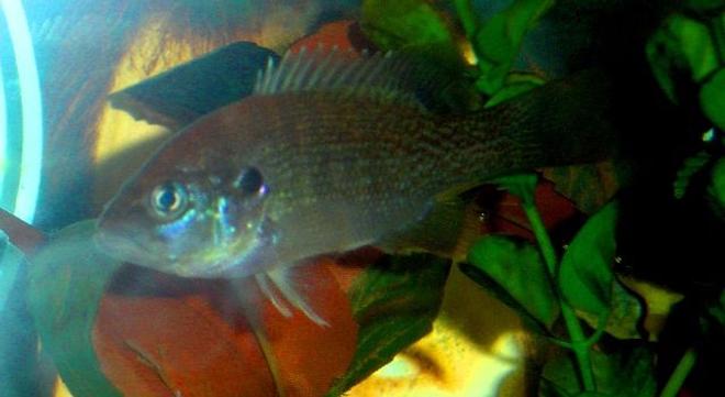 freshwater fish - lepomis cyanellus - green sunfish stocking in 10 gallons tank - my new green sunfish