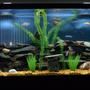 55 gallons freshwater fish tank (mostly fish and non-living decorations) - Mostly Chiclids, 1 rope fish