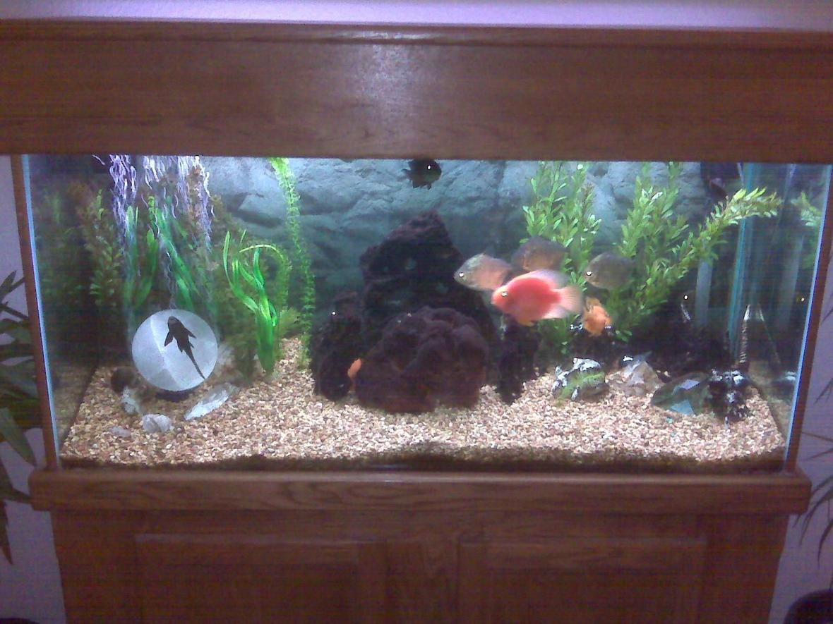 freshwater fish - heros severus x amphilophus citrinellum - blood parrot stocking in 80 gallons tank -