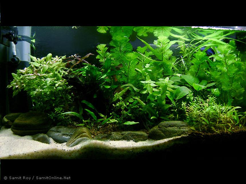 Rated #26: 42 Gallons Planted Tank - Secret Shore / 6 gl Planted Nano 

Substrate: Commercial + White River Sand
Light: 11 x 2 PLL
CO2: DYI (Yeast + Sugar)
Filtration: Internal