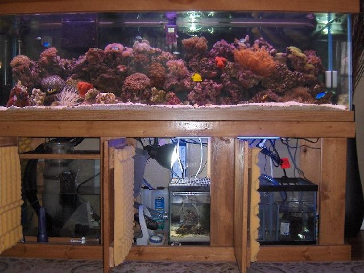 125 gallons reef tank (mostly live coral and fish) - view of tank with doors of sump and refugium open
