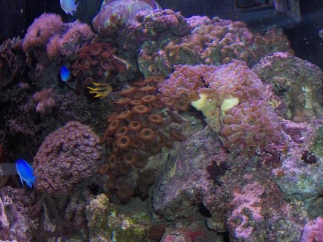corals inverts - euphyllia paradivisa - frogspawn coral stocking in 125 gallons tank - coral shots