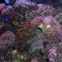 corals inverts - euphyllia paradivisa - frogspawn coral stocking in 125 gallons tank - coral shots