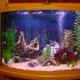 36 gallons freshwater fish tank (mostly fish and non-living decorations) - 36 GALLON BOW FRONT