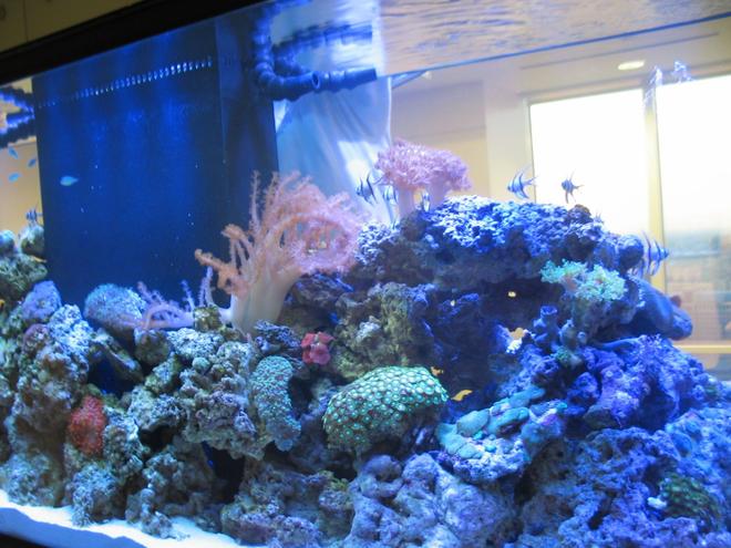 215 gallons reef tank (mostly live coral and fish) - 215