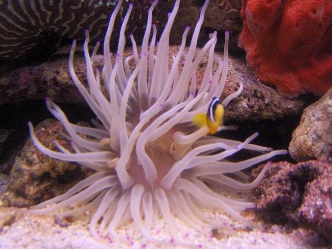 corals inverts - condylactis gigantea - condy anemone stocking in 125 gallons tank - pink tip