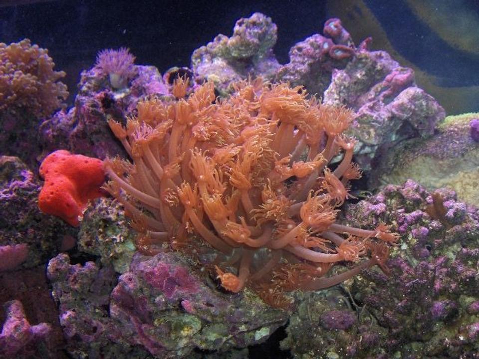 corals inverts - goniopora sp. - flower pot coral stocking in 125 gallons tank - flower pot