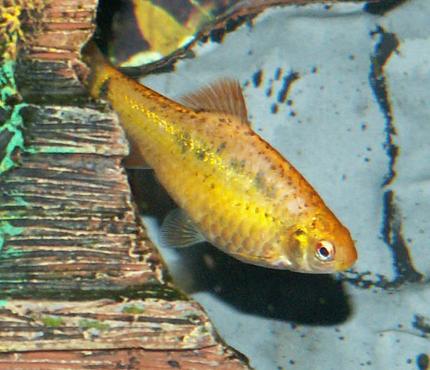 freshwater fish - puntius sachsii - gold barb stocking in 110 gallons tank - Gold Barb
