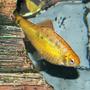 freshwater fish - puntius sachsii - gold barb stocking in 110 gallons tank - Gold Barb