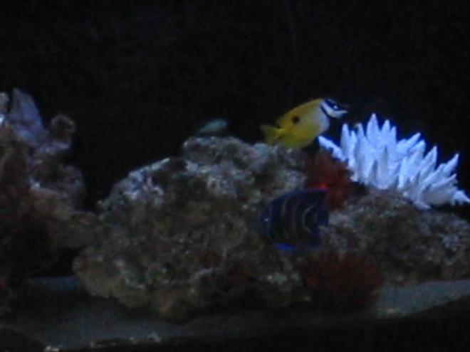 saltwater fish - siganus unimaculatus - one spot foxface stocking in 55 gallons tank - One spot Fox face