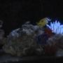 saltwater fish - siganus unimaculatus - one spot foxface stocking in 55 gallons tank - One spot Fox face