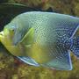 saltwater fish - pomacanthus semicirculatus - koran angelfish stocking in 55 gallons tank - Koran Angel