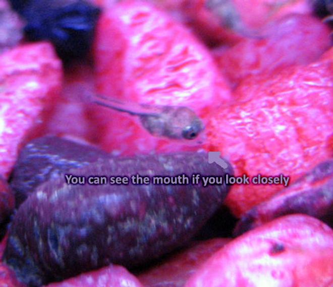 freshwater fish - archocentrus nigrofasciatus - black convict cichlid stocking in 10 gallons tank - Black Convict x Jellybean Parrot fry close up