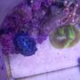 fish tank picture - clams look way different if you look at them from above, the colors completly change