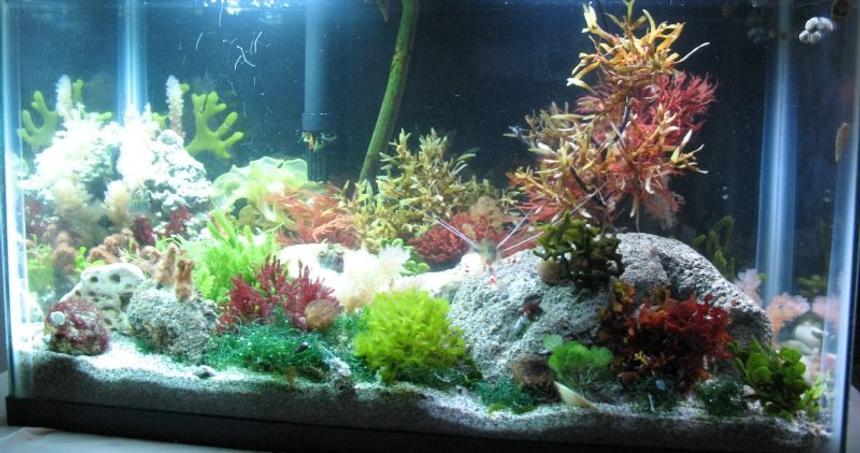 Rated #135: Planted Tank - This is a saltwater planted tank. It is a work in progress, and I plan to add more soon, and more has been added since the last pic.
