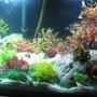 planted tank (mostly live plants and fish) - This is a saltwater planted tank. It is a work in progress, and I plan to add more soon, and more has been added since the last pic.