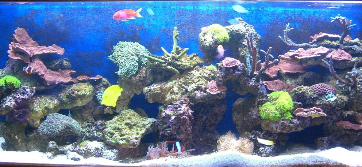 100 gallons reef tank (mostly live coral and fish) - this picture was taken post arch avalance. I restacked and moved the pieces around for best viewing.