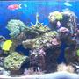 100 gallons reef tank (mostly live coral and fish) - this picture was taken post arch avalance. I restacked and moved the pieces around for best viewing.