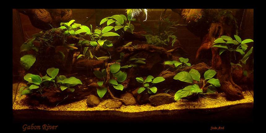 Rated #449: 15 Gallons Planted Tank - West African Biotope
