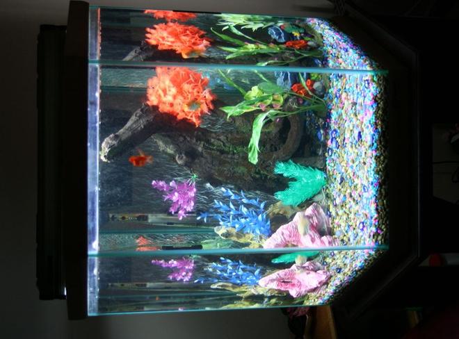 43 gallons freshwater fish tank (mostly fish and non-living decorations) - Front view of 43 GL tank. Sweetheart Parrot in the front. As always