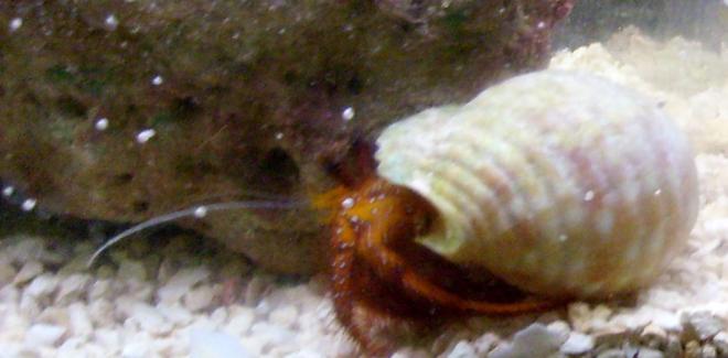 corals inverts - clibanarius sp. - dwarf red tip hermit crab stocking in 55 gallons tank - the crab when i bought him